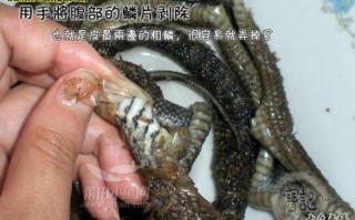 蛇皮吃哪里（蛇皮如何食用）