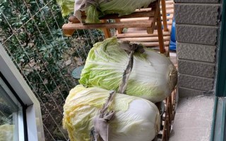 菜都放在哪里（菜都放在哪里保存）