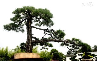 象椒醋哪里有卖的（象椒醋在哪里可以买到）