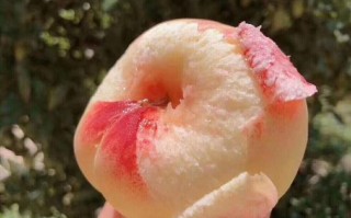 最好的桃子品种第一名,最好吃的桃子在哪里买
