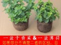 哪里有卖十香菜的（香菜哪里买）