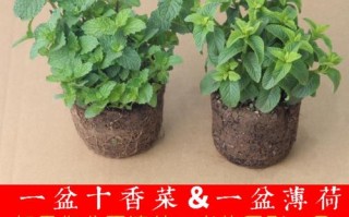 哪里有卖十香菜的（香菜哪里买）