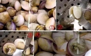 蛤蜊哪些部位不能吃,