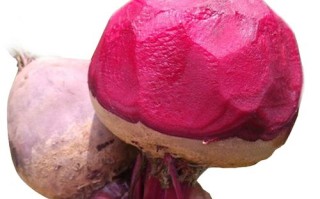 甜菜头产自哪里（甜菜头产自哪里啊）