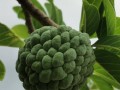 番荔枝是哪里的特产（番荔枝产地是哪里）