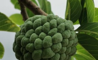 番荔枝是哪里的特产（番荔枝产地是哪里）