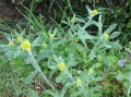 清明果是哪里（鹰潭哪里有做清明果的水菊.花）