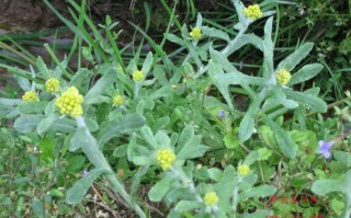 清明果是哪里（鹰潭哪里有做清明果的水菊.花）