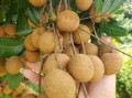 桂圆哪里产的好吃,龙眼哪里好吃又甜