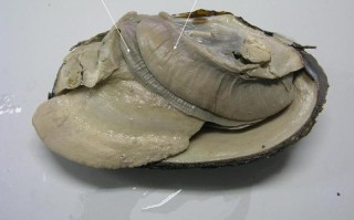 河蚌哪里不能吃（河蚌哪里不能吃图解）