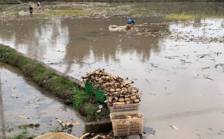 中国种植莲藕最多的地方是哪里,藕哪里比较多