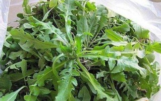 荠菜出产哪里（荠菜出产哪里最多）