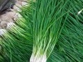 小葱哪里有（小葱哪里有营养价值）