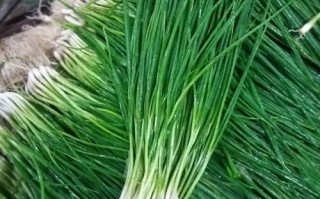 小葱哪里有（小葱哪里有营养价值）