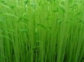 麦芽菜哪里有卖（麦芽菜哪里有卖的）