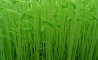 麦芽菜哪里有卖（麦芽菜哪里有卖的）