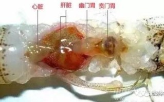 虾的内脏构造图片解说,虾的内脏在哪儿