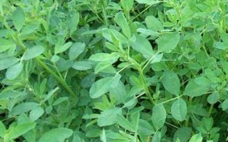 香苜蓿哪里有（香苜蓿是什么香料）