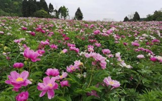 芍药哪里的好（成都芍药哪里最好）