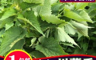 藿香叶哪里有卖（鲜藿香叶哪里有卖的）
