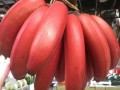 红香蕉哪里的（请问红香蕉与王帝蕉蕉茎都系粉红色什样分）