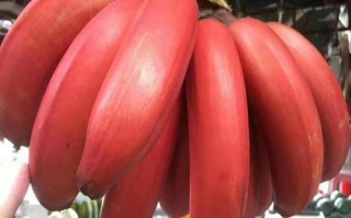 红香蕉哪里的（请问红香蕉与王帝蕉蕉茎都系粉红色什样分）