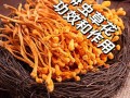 哪里产虫草花（虫草花怎么来的）