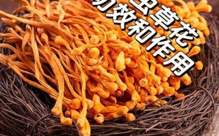 哪里产虫草花（虫草花怎么来的）