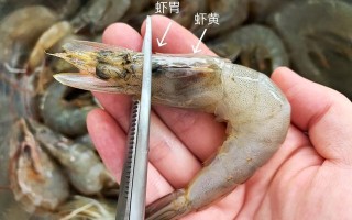 为什么有些虾的虾线在顶上，有些在底部呢,虾的虾线在哪儿