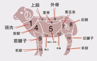 羊哪里肉瘦（羊哪个部位瘦肉多）