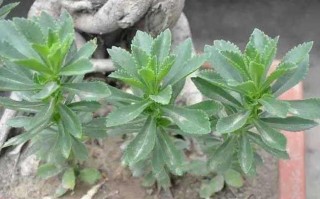 什么叫景菜,哪里有卖景菜的地方