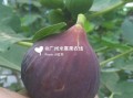 无花果的产地在哪里（无花果最大产地）