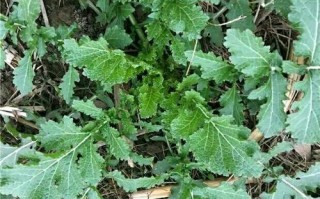 野麻菜哪里有（穷麻菜学名）