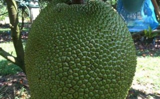 菠萝蜜哪里的品种好,菠萝蜜哪里的好吃正宗