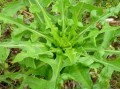 莴苣哪里吃（野莴苣最好的食用方法）