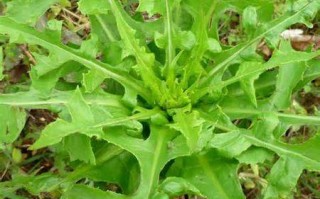 莴苣哪里吃（野莴苣最好的食用方法）