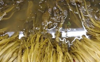 哪里菜咸（哪里菜最咸）
