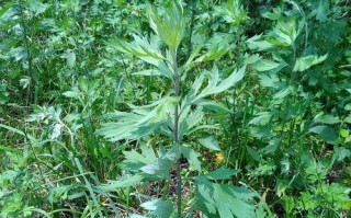 艾叶菜哪里有（艾叶菜哪里有卖的）