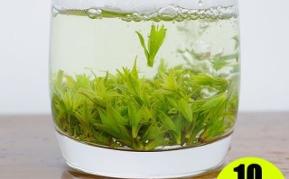 苦丁茶哪里的特产（苦丁茶哪里的特产最好）