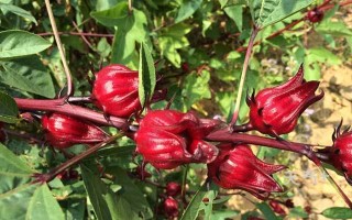 洛神花哪里的好（洛神花哪里的好?）