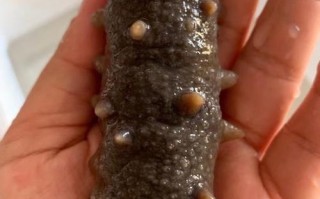 哪里的海参最好最多,海参哪里最多种