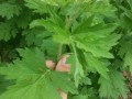 艾草哪里的好（艾草哪里的好吃）
