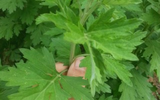 艾草哪里的好（艾草哪里的好吃）