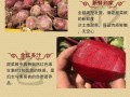 红菜头哪里有卖（甜菜根超市有卖吗）