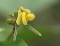 绿豆花哪里有卖（绿豆花是怎样的呢）