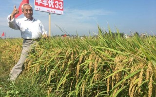 江苏三十三怎么样（镇稻33品种介绍）