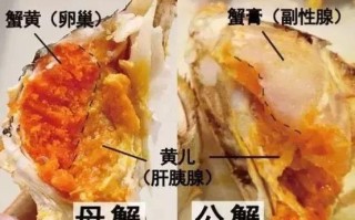 吃螃蟹蟹黄在哪里（螃蟹蟹黄在哪里?）