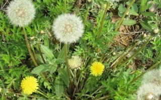 蒲公英哪里好（蒲公英哪里好吃）
