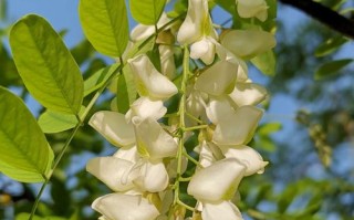 槐树花哪里有（太原槐树花到处都是啥原因）
