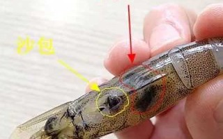 虾的沙包在哪里（虾的沙包是什么）